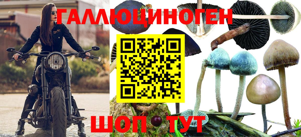 Галлюциногенные грибы MAGIC MUSHROOMS  Псилоцибиновые грибы Psilocybe  Мценск 